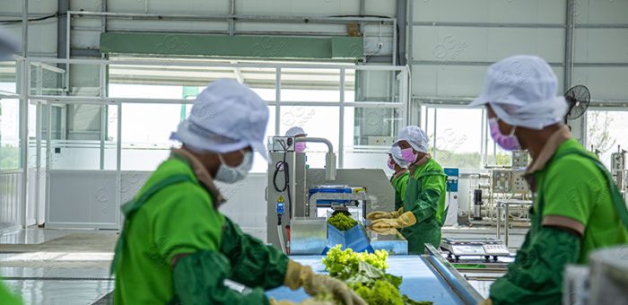 How To Start A Leafy Vegetable Processing Business?