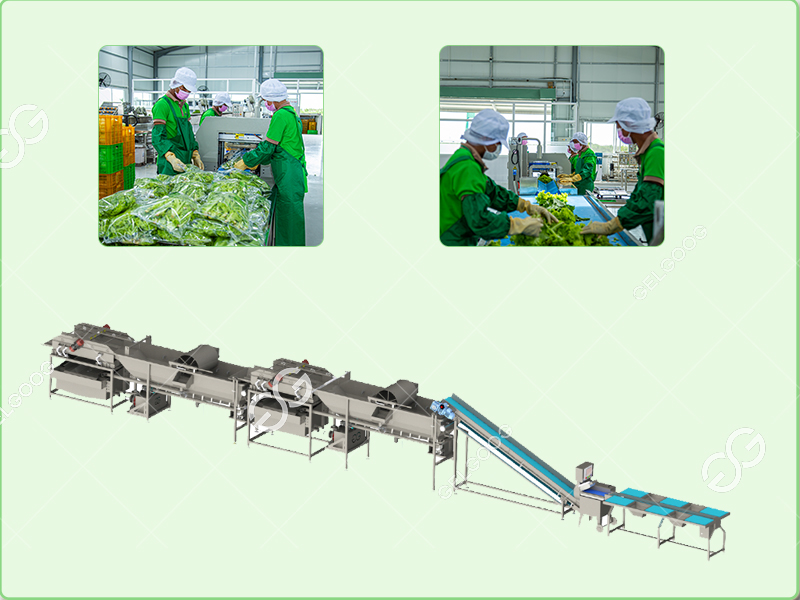 fruit vegetable processing line