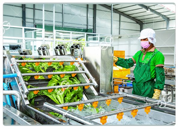 Industrial Leaf Vegetable Processing Equipment The Importance Of Efficient Equipment In Food