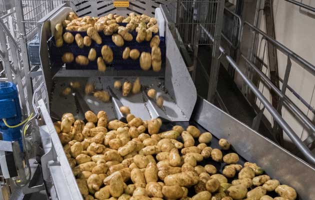 what-does-processing-potatoes-mean