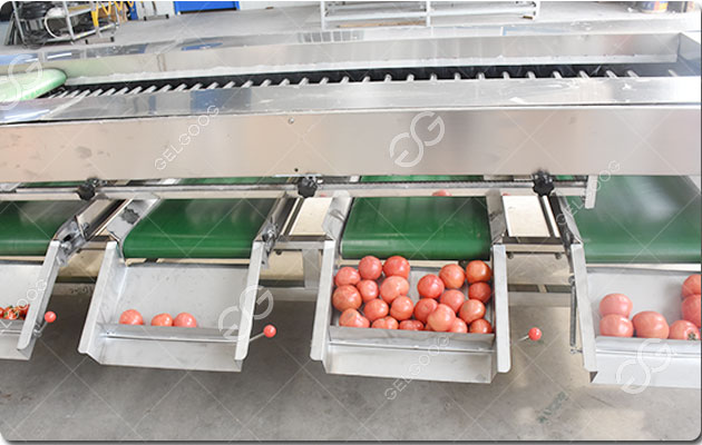 tomato-sorting-machine