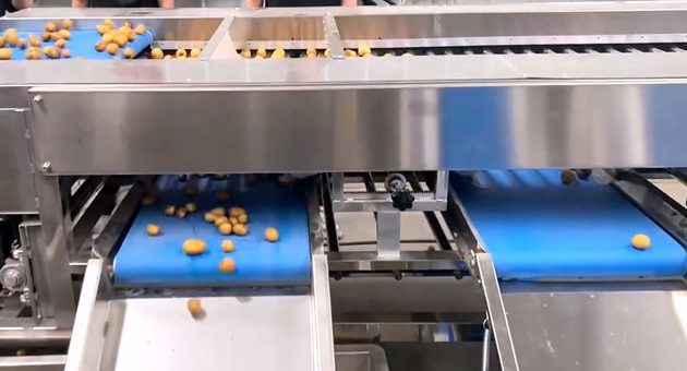 How Are Potatoes Sorted?