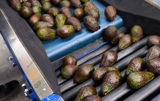 avocado-cleaning-and-grading-machine-price